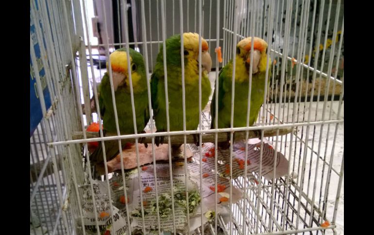 Ese tipo de comercio ilícito ocurre en mercados, bazares, tiendas de mascotas, puestos en carreteras o a través de sitios de Internet. NTX / ARCHIVO