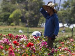 Iniciarán un diplomado en Floricultura en la UdeG, con el fin de preparar en técnicas de producción y comercialización de flores. NTX / ARCHIVO