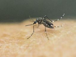 Las tareas de las autoridades son erradicar los criaderos de los mosquitos transmisores del virus y fomentar medidas de protección. AFP / L. Robayo