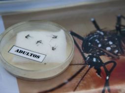 Tres personas dieron positivo al zika en Nueva York. AFP / M. Garro