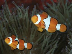 La mayoría de los peces marinos atraviesan por una etapa de desarrollo larval en mar abierto. EFE / ARCHIVO