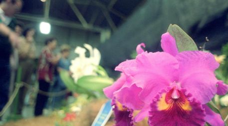 La exhibición se llevará a cabo entre el 4 y 7 de febrero en la edición número 42 de la muestra. AFP / ARCHIVO