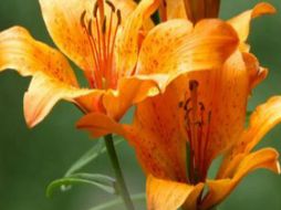 El paquete con 10 piezas de lilium se venderá a los productores en 120 pesos. TWITTER / @SIAP_SAGARPA