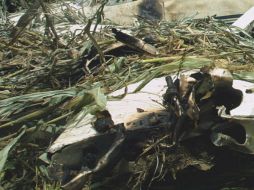 Gower se aproximaba al último de los tres elefantes asesinados por los cazadores, cuando ocurrió la tragedia. EL INFORMADOR / ARCHIVO