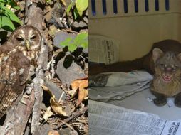 Estos animales, tanto el búho como el jaguarondi, se alimentan de pequeños mamíferos. TWITTER / @PROFEPA_Mx