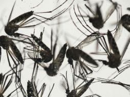 Brasil es el país más afectado por el virus, seguido de Colombia. AP / F. Dana