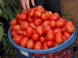 El kilo de jitomate se ofreció en 22 pesos en la central de abastos de la capital del país. NTX / ARCHIVO