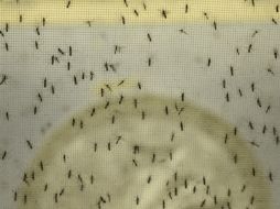 El zika ha afectado a casi tres mil 700 hondureños en 48 días. AFP / ARCHIVO