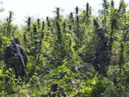 Autoridades toman muestras de la droga y las presentaron al Ministerio Público para continuar con las investigaciones. EL INFORMADOR / ARCHIVO