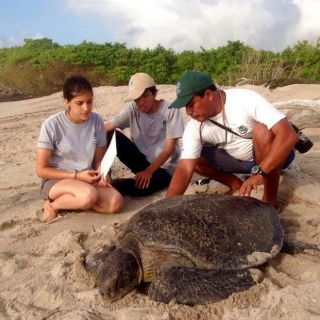 Inicia temporada de anidación de tortugas marinas en Galápagos