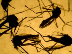 En EU se han reportado más de 50 casos de zika en personas que viajaron a países latinoamericanos. AFP / M. Recinos