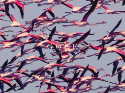 Se presume ésta será la portada del nuevo disco 'Gore'. YOUTUBE / Deftones