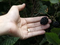 Recomiendan consumir cereales integrales, legumbres, semillas y frutos rojos. NTX / ARCHIVO