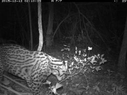 Por la forma en la que lo encontraron 'de casualidad', los investigadores albergan la esperanza de que no sea el único. EFE / Conservation Land