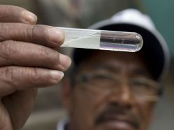 El virus transmitido por mosquitos Aedes Aegypti ha llegado a una veintena de países americanos. AP / M. Castillo