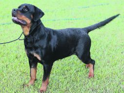 FCI. En el concurso participan ejemplares del Criadero La Puerta. En la imagen la multicampeona “Gina”. EL INFORMADOR / ARCHIVO