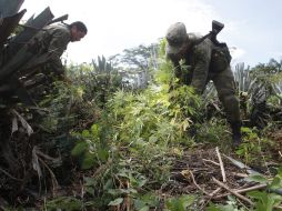 Cuatro plantíos de mariguana fueron destruidos por el método de mano de obra e incineración. EL INFORMADOR / ARCHIVO