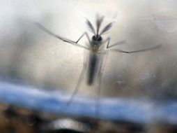 El gobierno remitirá en breve el pedido al Congreso, indicó un comunicado de la presidencia. AFP / M. Recinos