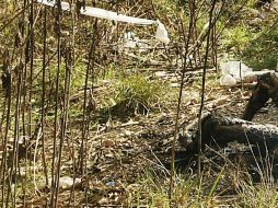 Elementos ministeriales y peritos de la Fiscalía del Estado llegaron al lugar. EL INFORMADOR / ARCHIVO