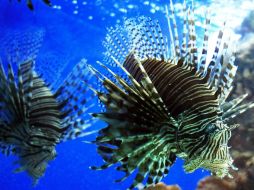 Afirman que se trata de un tesoro oceánico por su riqueza natural. EFE / ARCHIVO