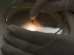 Por medio del estudio se busca nuevos métodos para su control con bajo impacto en los ecosistemas. AP / ARCHIVO