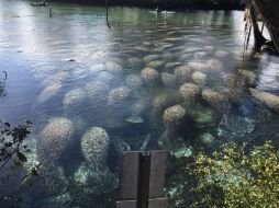 Los ejemplares se acumularon en las aguas termales con temperaturas de hasta 22 grados celsius. TWITTER / @CrystalRiver_FL