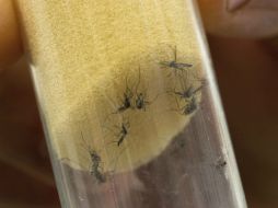 Autoridades francesas aclaran que sólo han hecho advertencias sobre el virus zika. EFE / C. Bruna