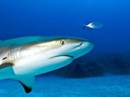 Es la primera vez que científicos estudian la migración del punta negra, caracterizado por los contornos negros en sus aletas. ESPECIAL / science.fau.edu