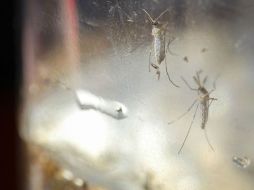Ante el aumento de zika en el país, Brasil aprobó varias pruebas que permiten detectar los anticuerpos en la sangre. EFE / O. Rivera