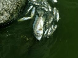 La nanotecnología revela que el calor en el agua causa enfermedades, y reduce la supervivencia de especies acuáticas. EL INFORMADOR / ARCHIVO