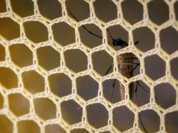 La eliminación del mosquito o de sus larvas es el medio más utilizado para combatir la epidemia del zika. EFE / ARCHIVO