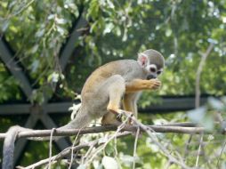 Los monos aulladores han muerto en zonas boscosas de Ecuador, Nicaragua y Panamá. EL INFORMADOR / ARCHIVO