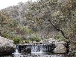 Buscan proteger el Bosque de La Primavera debido a su importancia para la ZMG. EL INFORMADOR / ARCHIVO
