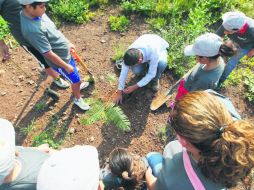 Replantamos el árbol por quinta vez. Esta ciudad no tiene remedio. EL INFORMADOR / ARCHIVO