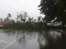 Las autoridades instan a la gente a permanecer dentro de sus viviendas mientras retiran árboles y cables caídos. AP / J. Lalakobau