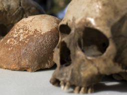En la muestra temporal se podrán ver réplicas de restos de individuos halladps en otros yacimientos del mundo. EFE / ARCHIVO