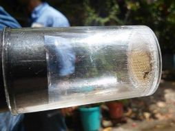 Hasta ahora se han registrado 50 casos de zika importados en Estados Unidos. EFE / ARCHIVO