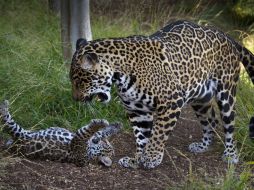 Con el acuerdo se pondrá seguir los rastros de los ejemplares y conocer sus hábitos de procreación. AFP / ARCHIVO