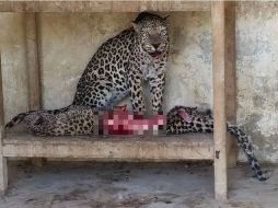 El zoológico ha utilizado sus propios fondos, pero no ha recibido ningún apoyo para ayudar a los animales. TWITTER / @Univ_Mundo