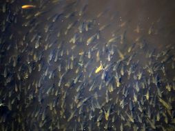 El proyecto pretende la conformación de una red de centros de reproducción y crianza en puntos de distribución natural. EL INFORMADOR / ARCHIVO