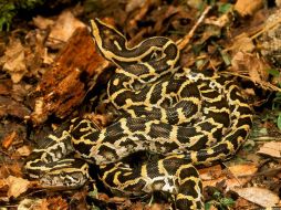 Los cazadores contaron con la ventaja de que debido a las frías temperaturas, los reptiles salieron a tomar el sol. ESPECIAL / nationalgeographic.es