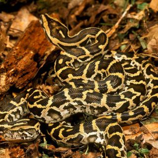 Capturan 106 ejemplares en caza de serpientes pitón en Florida