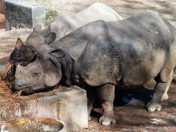 Existen cerca de 20 mil rinocerontes blancos del sur, la mayoría en Sudáfrica; de la subespecie del norte solo hay tres en el mundo. AFP / ARCHIVO