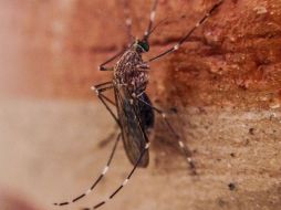 El mosquito Culex prolifera especialmente en áreas urbanas con carencias en sus infraestructuras de saneamiento básico. EL INFORMADOR / ARCHIVO