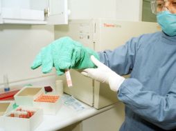 Las células madre adultas se trasladan y se reproducen mejorando la función de los órganos. NTX / ARCHIVO