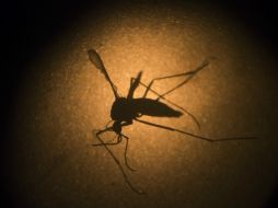 El primer caso fue confirmado el pasado miércoles y se trata de una médica venezolana que llegó a Cuba el 21 de febrero. AP / F. Dana