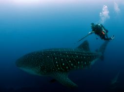 El riesgo de que mueran a consecuencia de la acidificación de los océanos es muy alta. AP / ARCHIVO