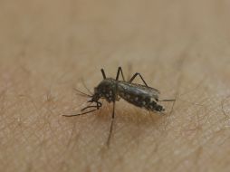 Los estados que presentan casos de zika son NL, Jalisco, Michoacán, Guerrero, Chiapas, Sinaloa, Veracruz y Yucatán. AP / ARCHIVO