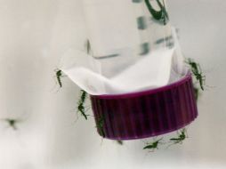 También recuerdan que medidas como la limpieza de zonas con agua estancada son métodos eficaces contra enfermedades. EFE / ARCHIVO