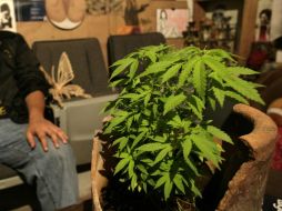 Subrayan que las políticas prohibicionistas sobre las drogas se traducen en un mercado de violencia y de inseguridad. SUN / ARCHIVO